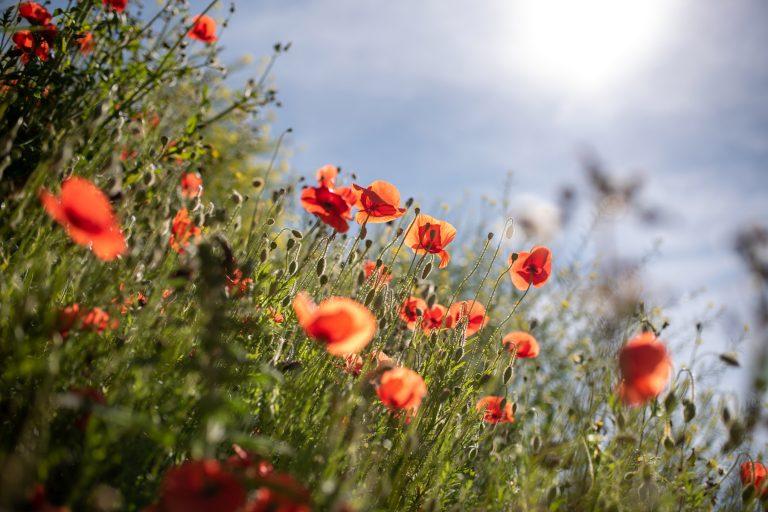 Le Brugas gîte Aveyron