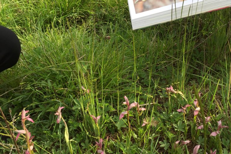 découverte de la flore