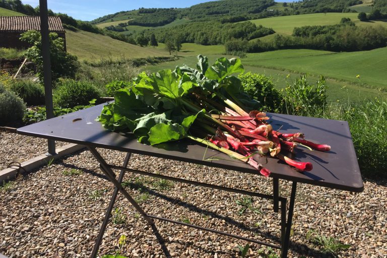 La rhubarbe du jardin
